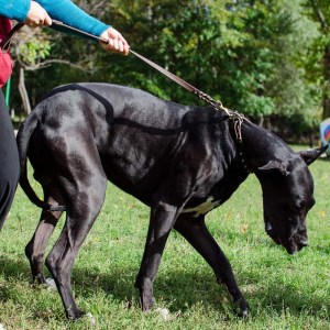 Коричневый поводок с латунным карабином для немецкого дога «Amazing stroll»